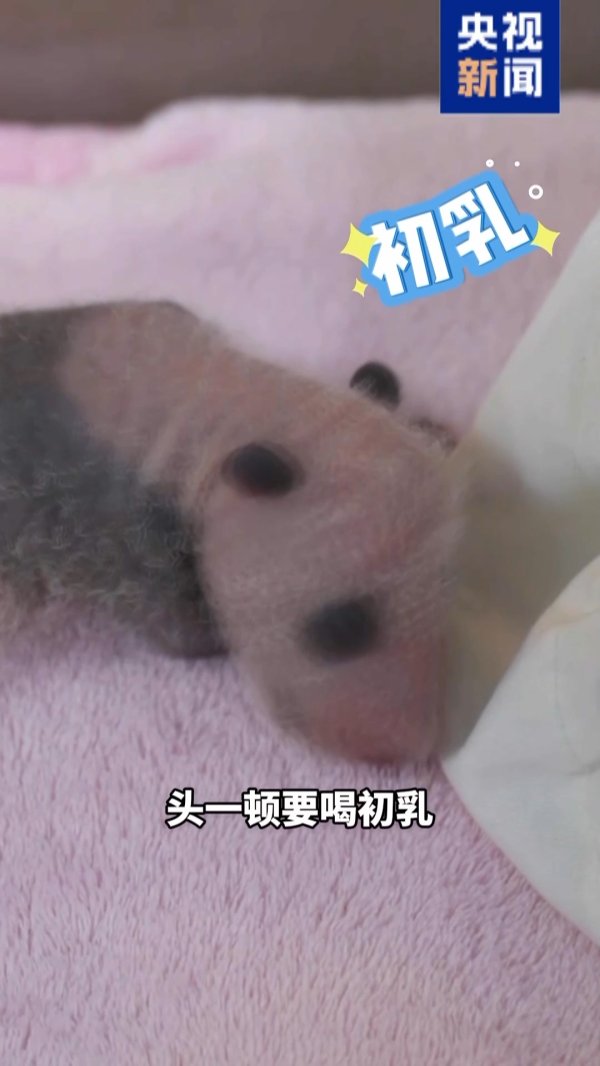 华盛通 新生大熊猫宝宝首次组团亮相&#32;总台记者探访“最萌产房”